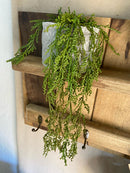 Vaso c/ Planta Pendente