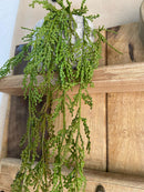 Vaso c/ Planta Pendente