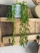 Vaso c/ Planta Pendente