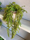 Vaso c/ Planta Pendente