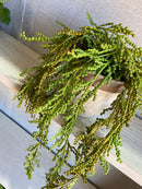 Vaso c/ Planta Pendente