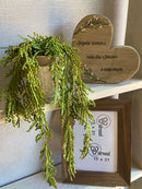 Vaso c/ Planta Pendente