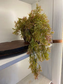 Vaso c/ Planta Pendente