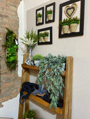 Conjunto c/ 4 Quadros de Verdinhos