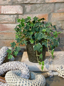 Vaso c/ Planta Hera Mescla