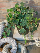 Vaso c/ Planta Hera Mescla