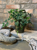 Vaso c/ Planta Hera Mescla