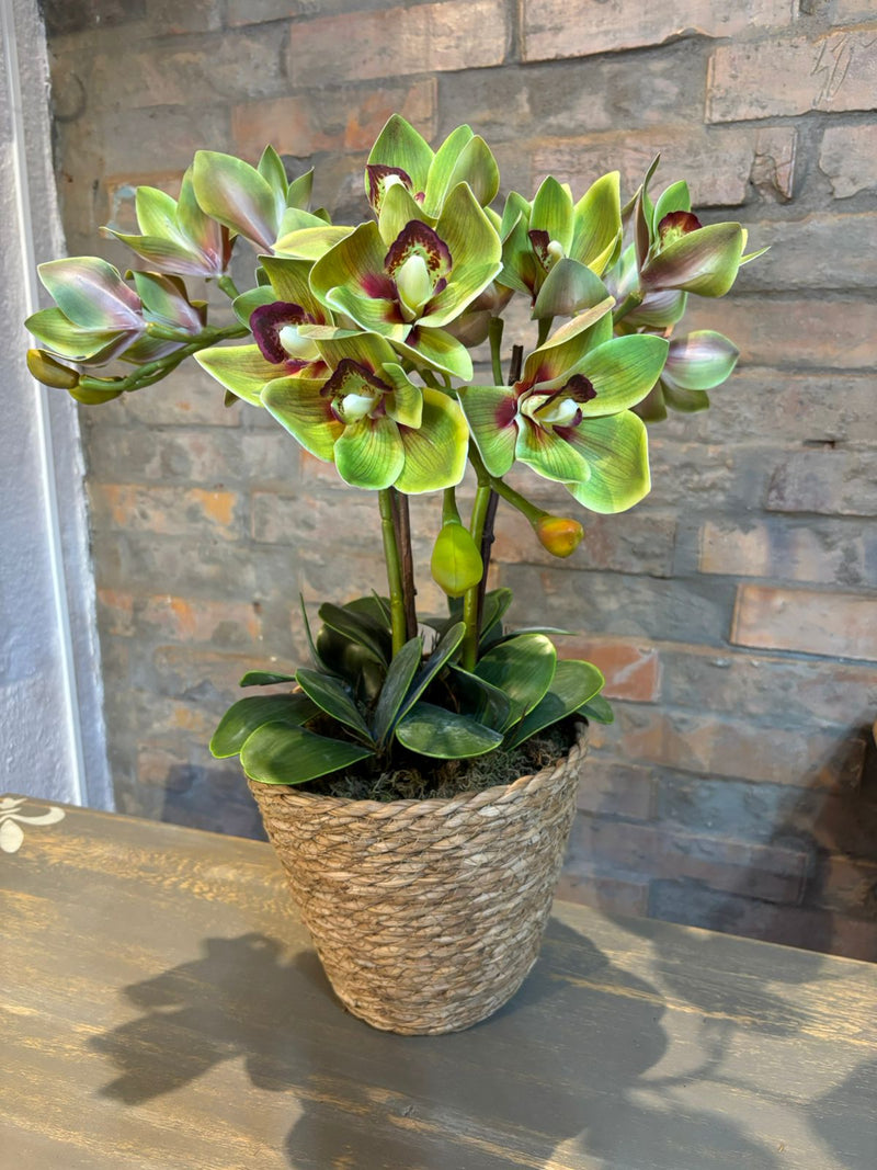 Cesto c/ Arranjo de Orquídeas
