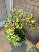 Cesto c/ Arranjo de Orquídeas