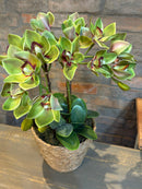 Cesto c/ Arranjo de Orquídeas